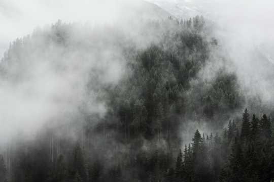 浓雾丛林黑白图片