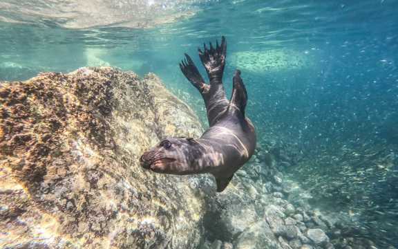 海狮潜水游泳图片