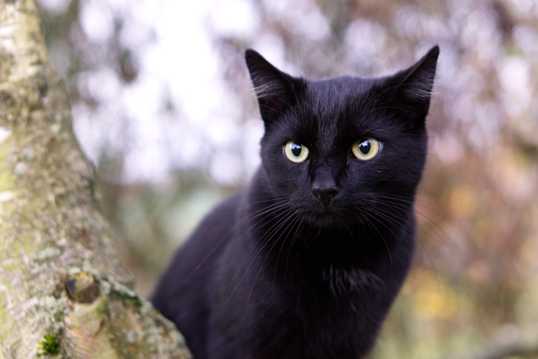 小黑猫拍摄素材图片