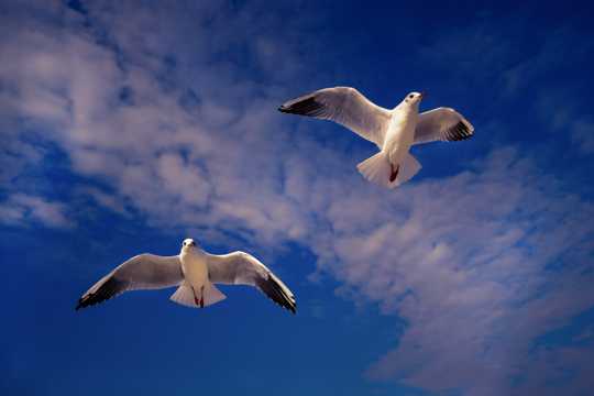天空海鸥翱游图片