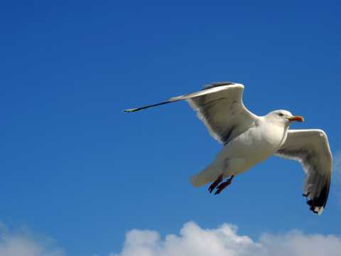 天空中飞行的海鸥图片