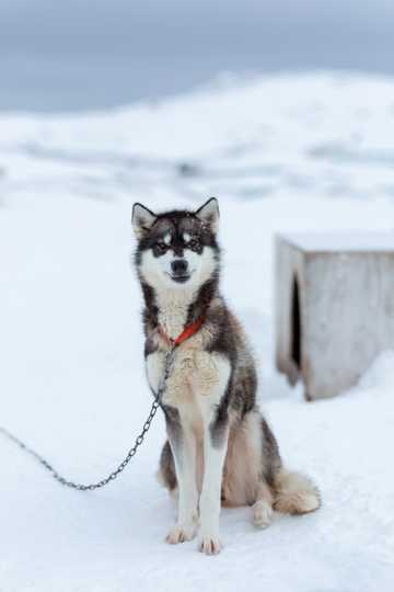 乖巧哈士奇雪橇犬图片