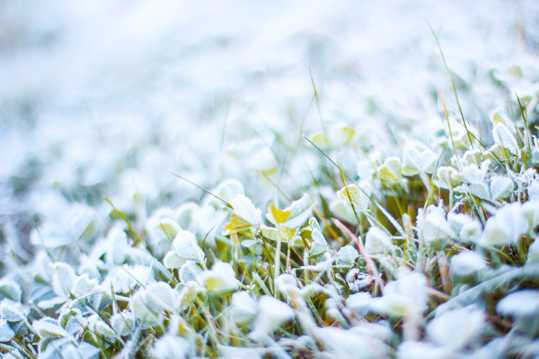 霜雪草原图片