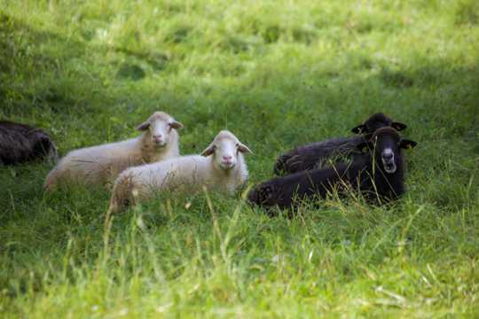 原野绵羊吃草图片