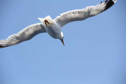 海鸥高空展翅图片