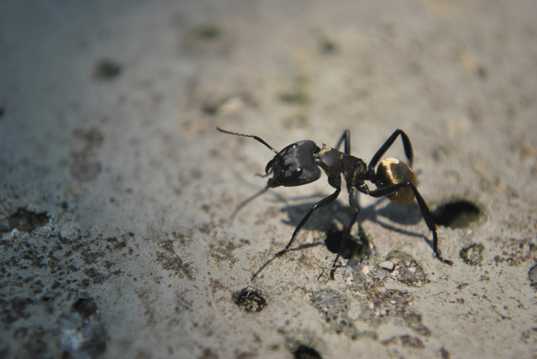 身材瘦小力量强大的蚂蚁图片