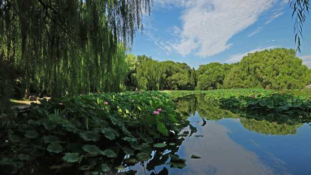 北京紫竹院公园自然风光图片