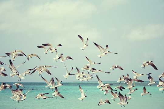一群海鸥图片