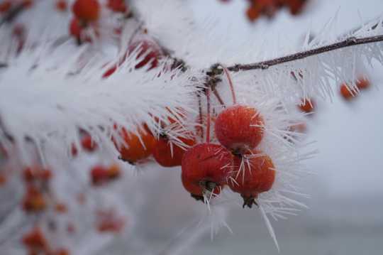 冬天红浆果图片