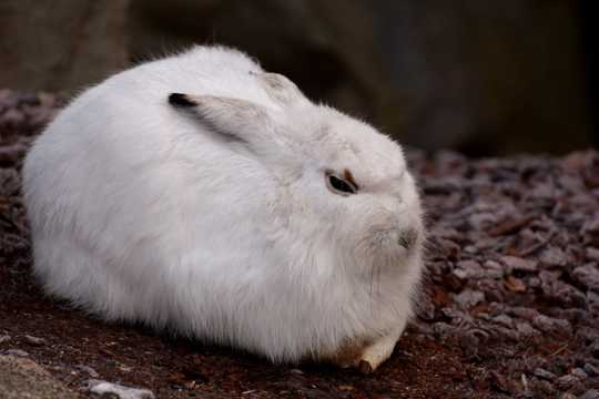 大白兔子图片