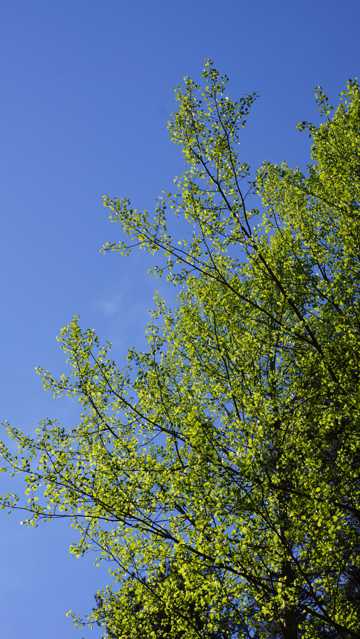 春季的杨树图片