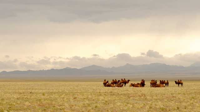 戈壁中骑行的骆驼图片