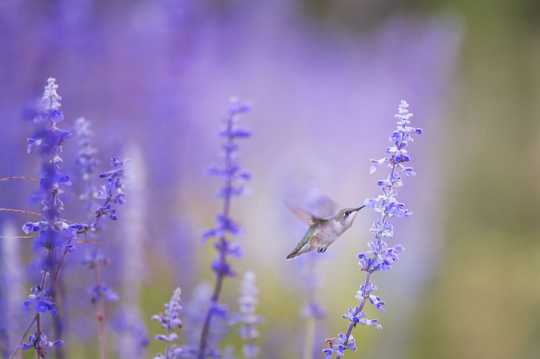 紫色花卉蜂鸟图片