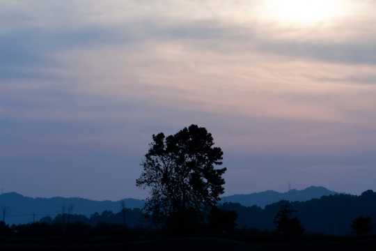斜阳树影图片