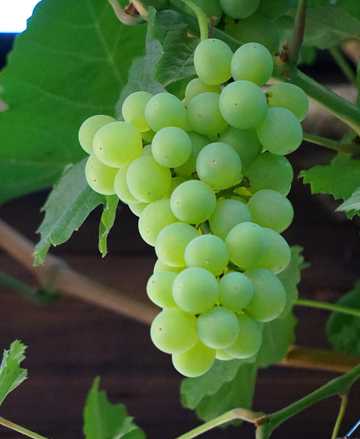 成熟的绿葡萄图片