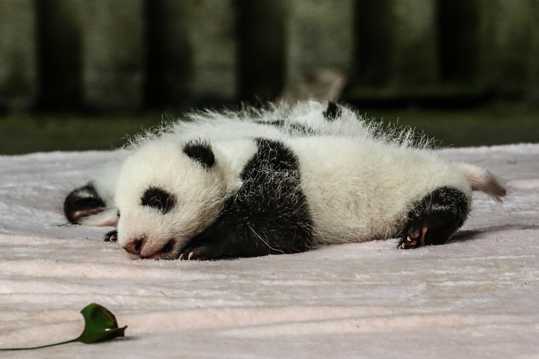 超萌超乖巧的大熊猫图片