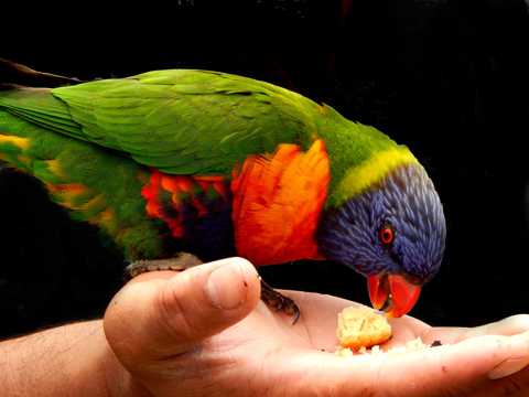 澳洲彩虹鹦鹉图片