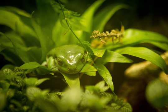 绿色树蛙图片