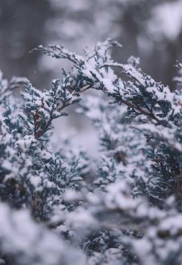 冬日松树雪景特写图片