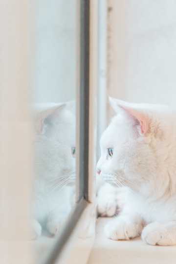 可人白色小猫宠物图片