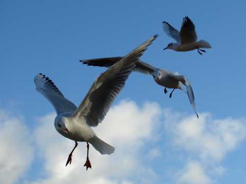蓝天下展翅海鸥图片