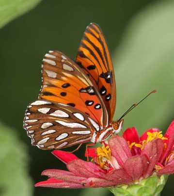 唯美蝴蝶花朵图片