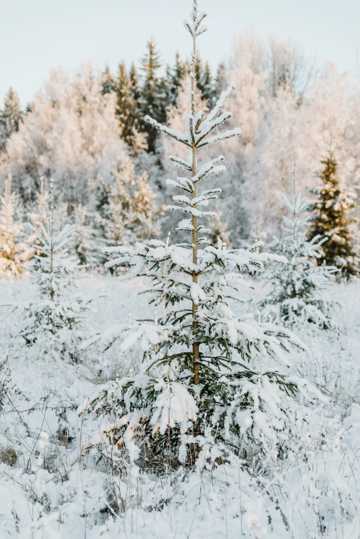 冬季白雪景象图片