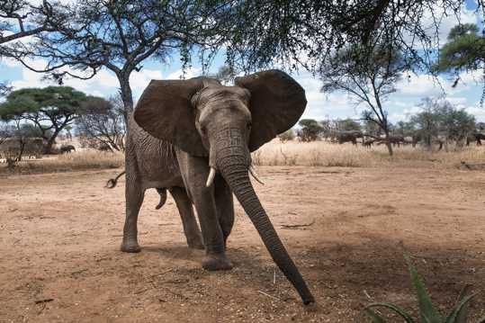 野生的大象图片