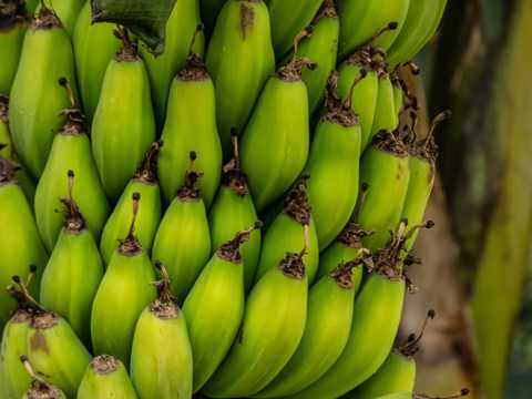 绿色香蕉串素材图片