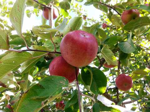 树上成熟的苹果图片