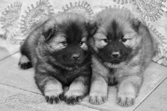 两只狗狗黑白照片