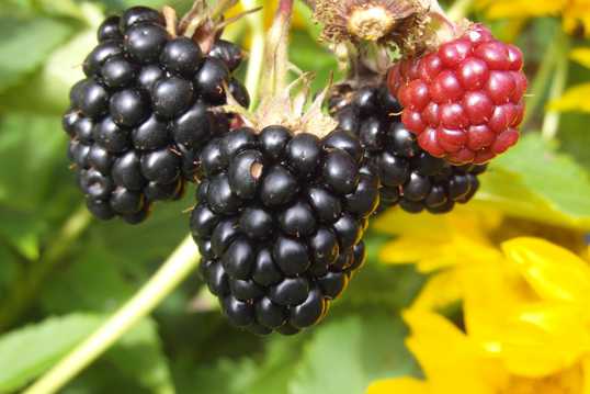 野生黑莓图片