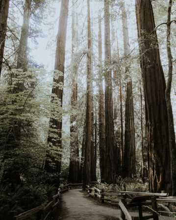 大森林一条路图片