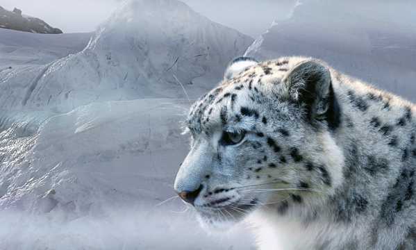 高清西藏雪豹图片