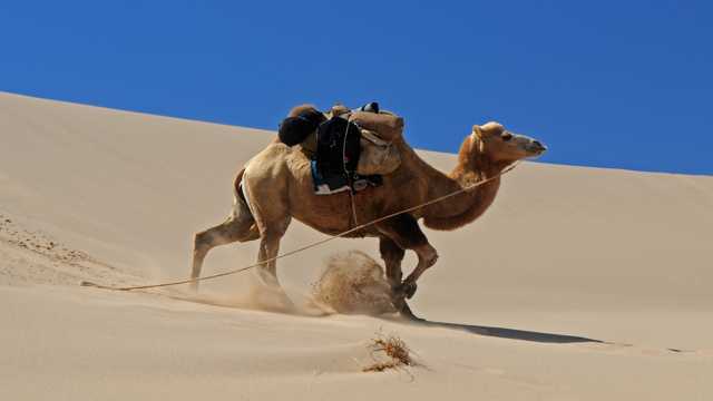 沙漠滩骆驼图片