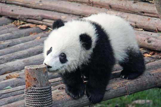 可人无敌大熊猫图片