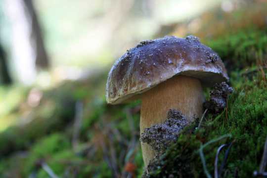 草场毒蘑菇拍照图片