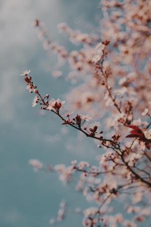 唯美的樱花微距摄影