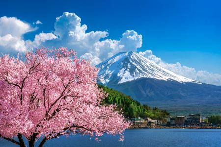 富士山与樱花树