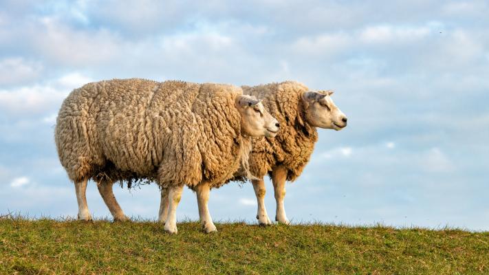 草地上的两只绵羊