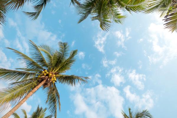 蓝色的天空和椰树