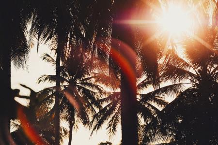 椰树和阳光唯美图片